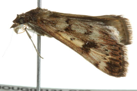 Image de <i>Achyra nigrirenalis</i>