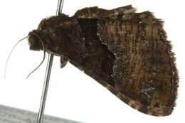 Image of Aporoctena