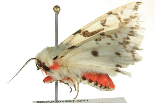 Image of Spilosoma canescens Butler 1875