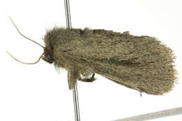 Image of Bathytricha truncata Walker 1856