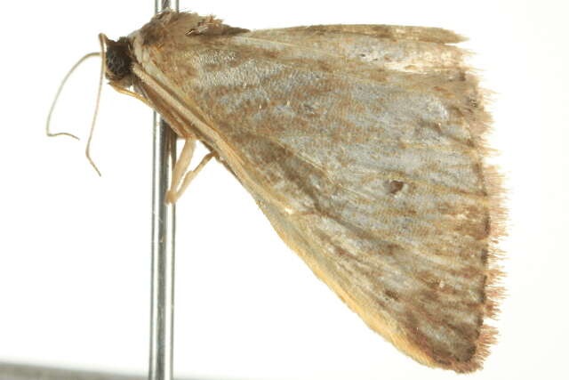 Image of Idaea