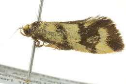 Image of <i>Olbonoma triptycha</i>