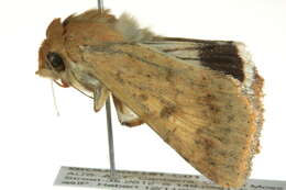 صورة Helicoverpa punctigera Wallengren 1860