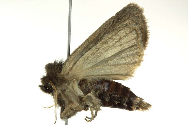 Image of Bathytricha truncata Walker 1856