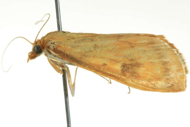 Ostrinia furnacalis Guenée 1854 resmi