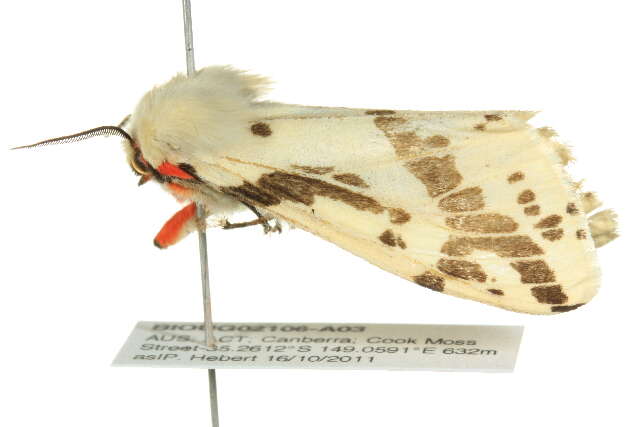 Image of Spilosoma canescens Butler 1875