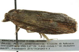 Слика од <i>Cryptoptila crypsilopha</i>