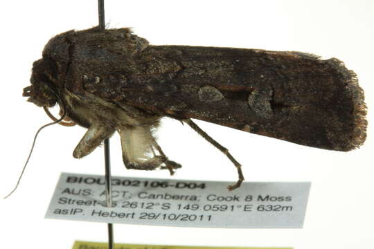 Image of Bogong moth