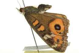 Image of Meadow Argus