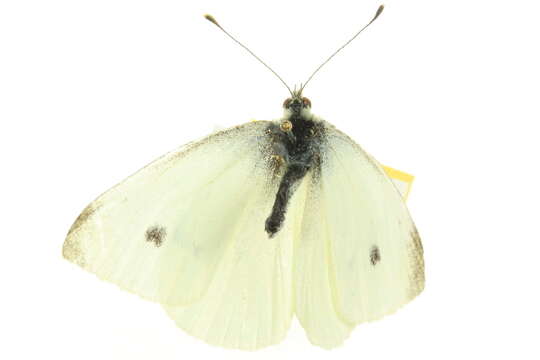 Image of small white