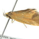 Image of <i>Delexocha ochrocausta</i>