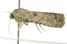 Image of beet armyworm