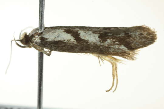 Image of <i>Eusemocosma pruinosa</i>