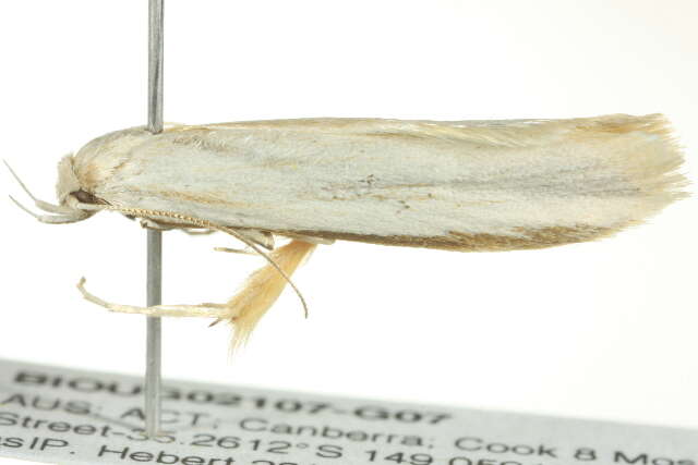 Image of Philobota productella Walker 1864