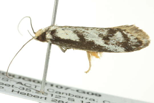 Image of <i>Eusemocosma pruinosa</i>