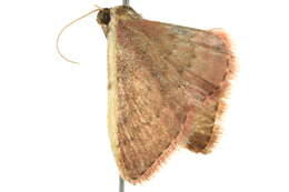 Image of Idaea