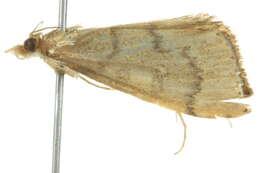 Image of <i>Metasia dicealis</i>