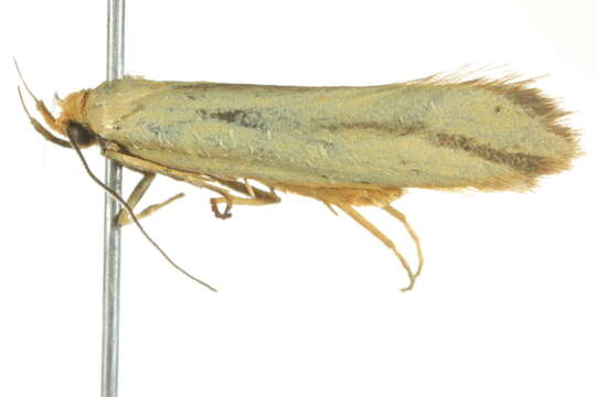 Image of <i>Corynotricha antipodella</i>