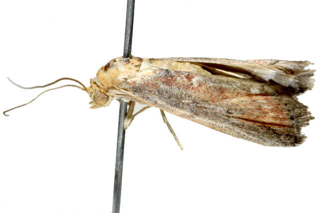 Image of <i>Morosaphycita oculiferella</i>