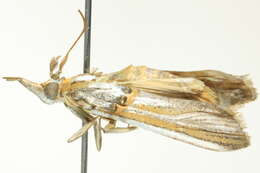 Image of Etiella chrysoporella Meyrick 1879