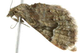 Image of <i>Mnesiloba eupitheciata</i>