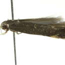 Image of <i>Aproaerema isoscelixantha</i>