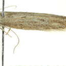 Image of Ephysteris silignitis Turner 1919