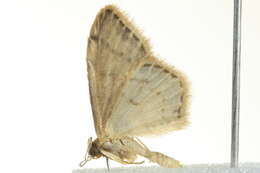 Image of Idaea halmaea Meyrick 1888