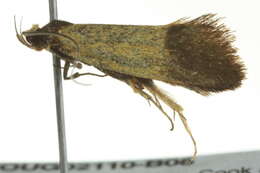 Image of <i>Echinocosma catachrysa</i>