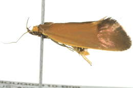 Image of <i>Delexocha ochrocausta</i>