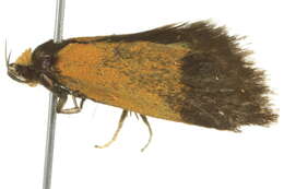 Image of <i>Echinocosma catachrysa</i>