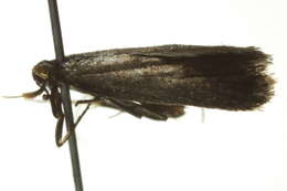 Plancia ëd Lecithocera terrigena Meyrick 1904