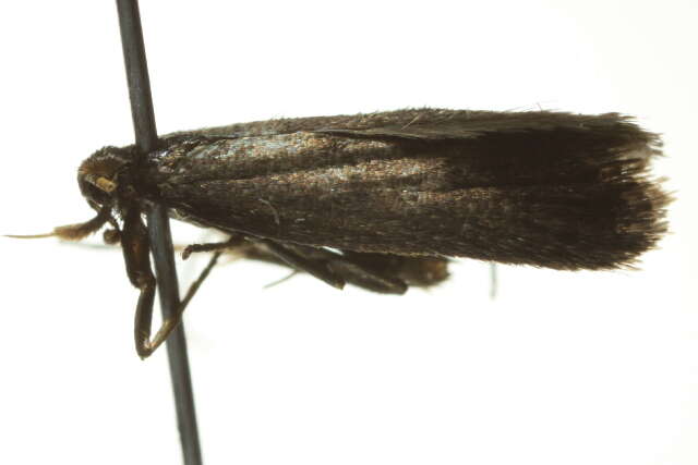 Plancia ëd Lecithocera terrigena Meyrick 1904