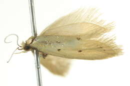 Image of Atalopsis