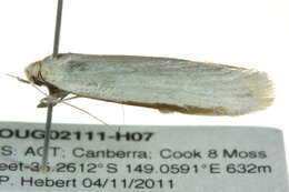 Image of Philobota productella Walker 1864