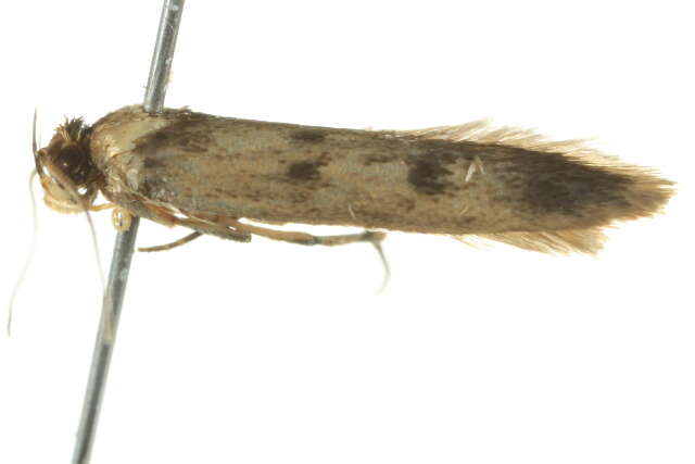 Image of <i>Mimobrachyoma pseudopis</i>