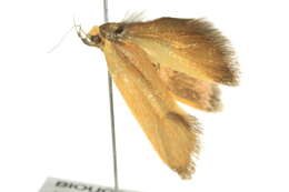 Image of <i>Delexocha ochrocausta</i>