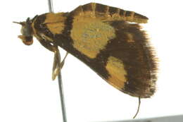 Image de <i>Deuterarcha xanthomela</i>