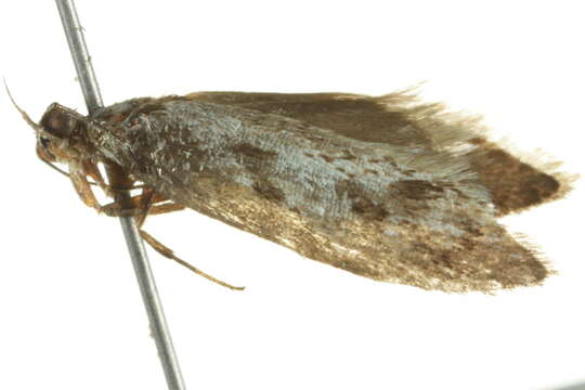 Image of <i>Eusemocosma pruinosa</i>