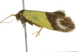 Image of Edosa xystidophora (Meyrick 1893)