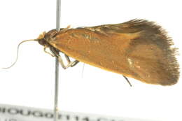 Image of <i>Delexocha ochrocausta</i>