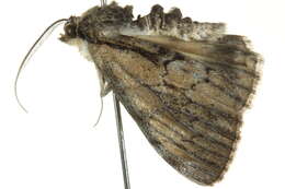 Image of <i>Rhuma argyraspis</i>