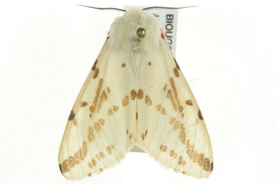 Image of Spilosoma canescens Butler 1875