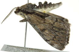 Image of <i>Rhuma argyraspis</i>