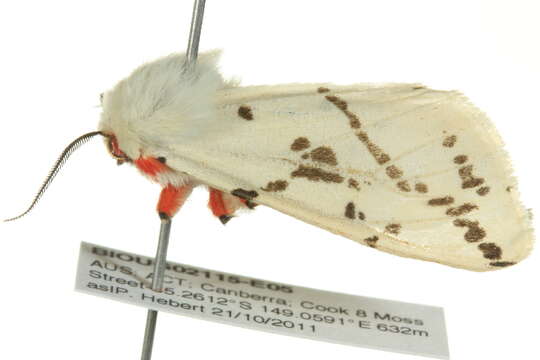 Image of Spilosoma canescens Butler 1875