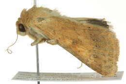 Image of Helicoverpa punctigera Wallengren 1860