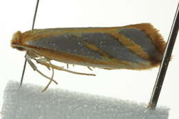 Image of Thudaca obliquella Walker 1864