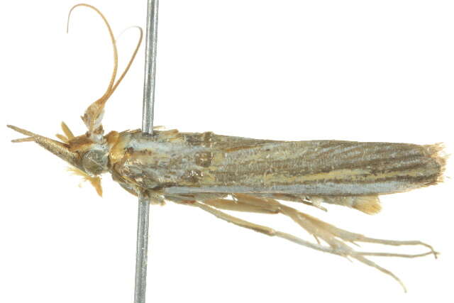 Image of Etiella chrysoporella Meyrick 1879