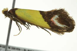 Image of Edosa xystidophora