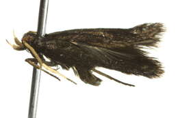 Plancia ëd Lecithocera terrigena Meyrick 1904